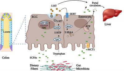 Frontiers | Connecting Gut Microbiomes And Short Chain Fatty Acids With ...